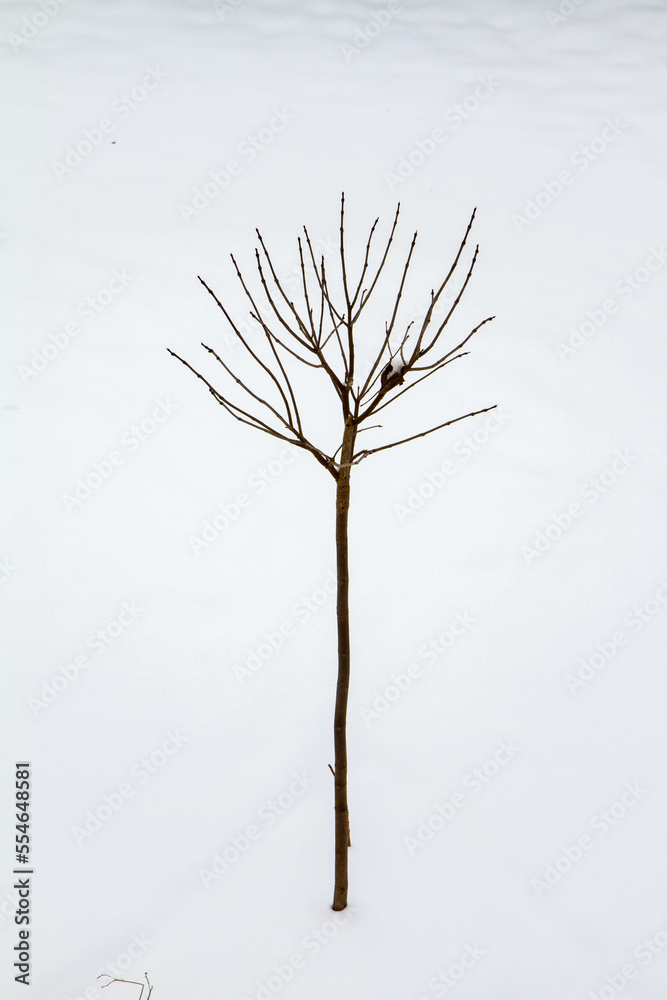 Winter landscape - single tree in a snow covered area Winter landscape - single tree in a snow covered area