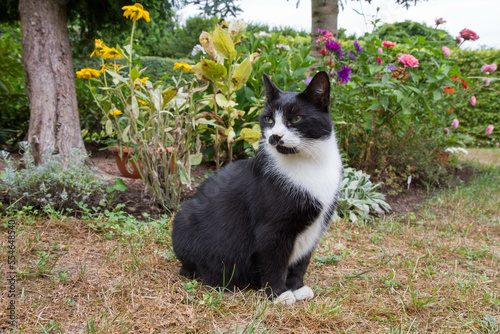 Black and white cat in a garden  photo