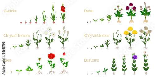 Set of flower growth cycles isolated on white background.