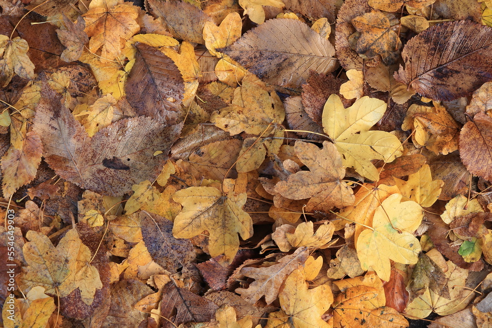 Yellow and Brown Dried Autumnal Leaves on the Ground Yellow and Brown Dried Autumnal Leaves on the Ground