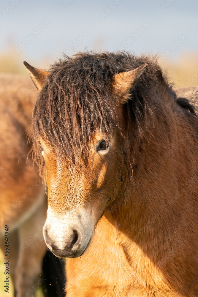Head of a wild brown Exmoor pony, against a blue sky in the nature reserve in Fochteloo, Fall colors in winter. The Netherlands. Selective focus