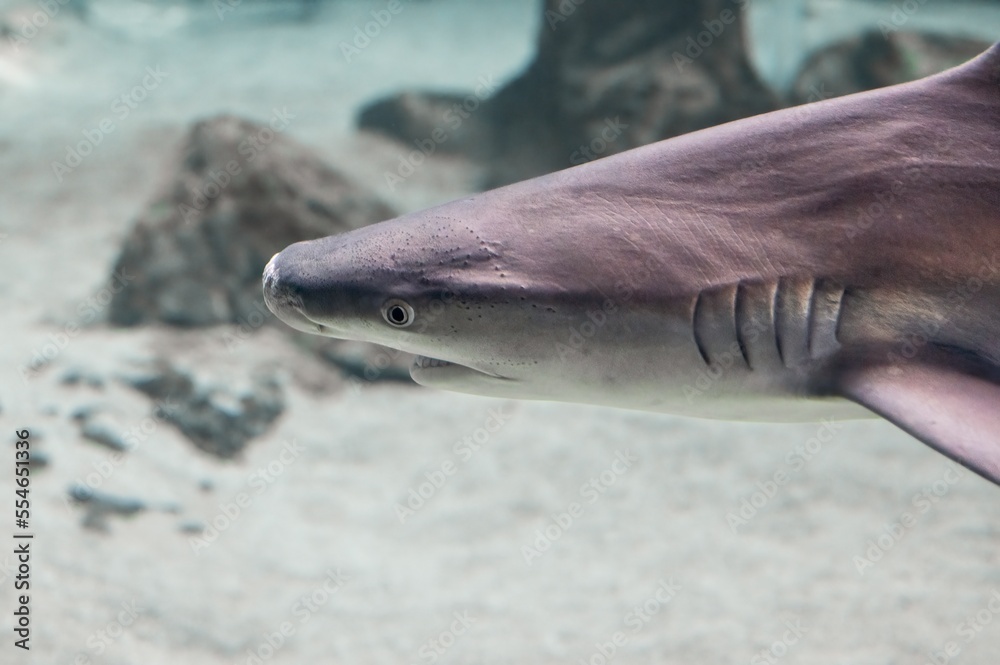Naklejka premium Gray shark (Carcharhinus amblyrhynchos) in an aquarium swimming near other fish