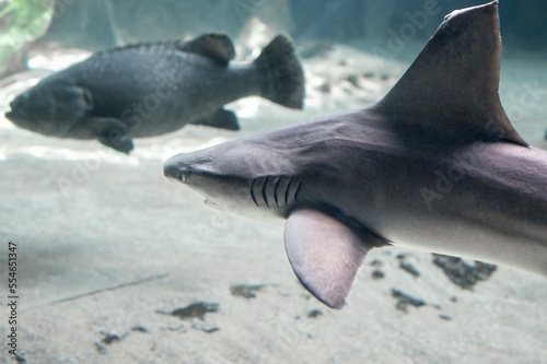 Gray shark  Carcharhinus amblyrhynchos  in an aquarium swimming near other fish