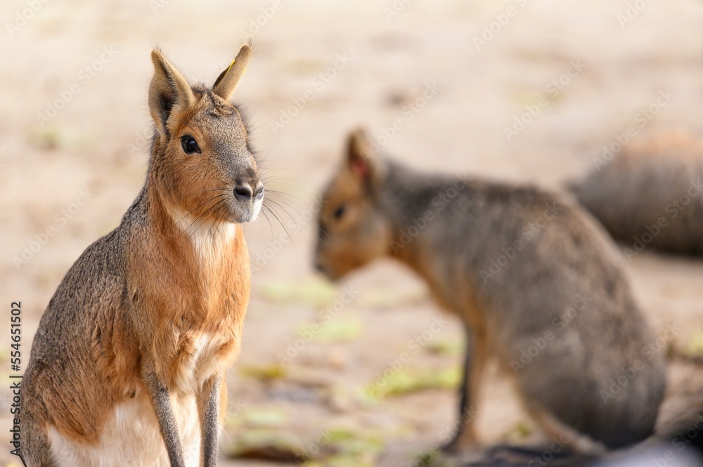 Patagonian mara (Dolichotis patagonum) sitting on its hind legs with another specimen behind