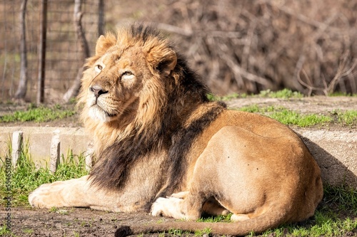 Wallpaper Mural Asiatic lion in captivity lying in its enclosure sunbathing Torontodigital.ca
