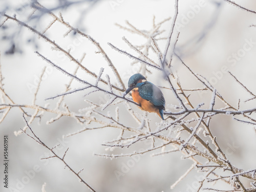Eisvogel / Kingfisher © Marcel