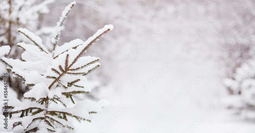 Winter landscape. Spruce in the snow. Natural background. Banner. Copy space