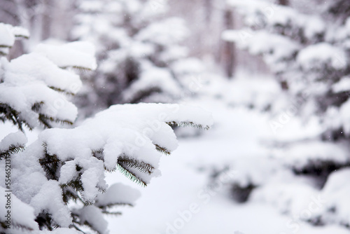 Winter landscape. Branches of spruce in the snow. Natural background.