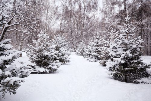  Spruce and other trees in the snow, natural background. Winter landscape. There are snowdrifts around.