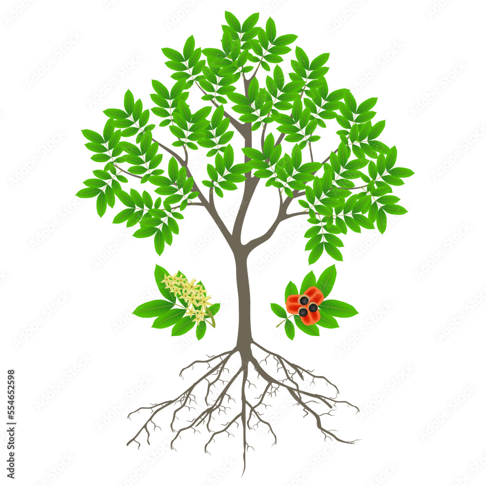 Obraz premium Ackee tree with fruits and flowers on a white background.