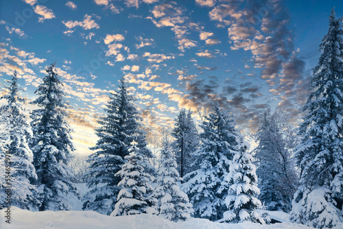 A Winters Wonderland with Heavy Snow and Frost on trees  in rural mountain scenes