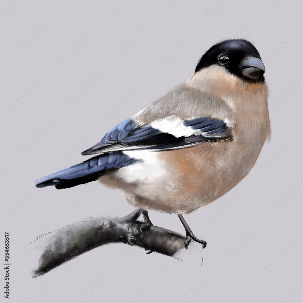 Obraz premium Illustration of a female bullfinch sitting on a branch