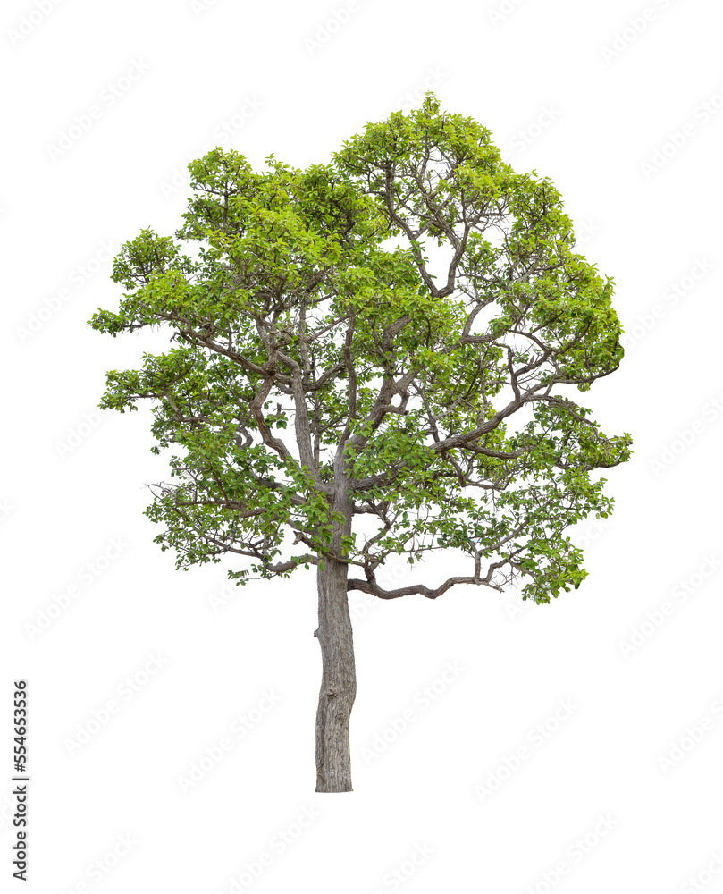 Obraz premium The tree on a isolated white background,clipping paths