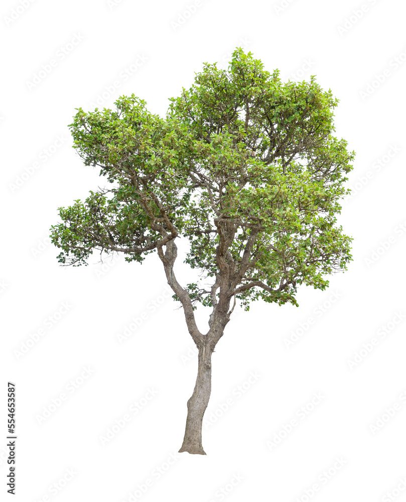 The tree on a isolated white background,clipping paths The tree on a isolated white background,clipping paths