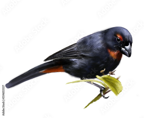 Illustration of a Bullfinch from the Antilles. Melopyrrha violacea