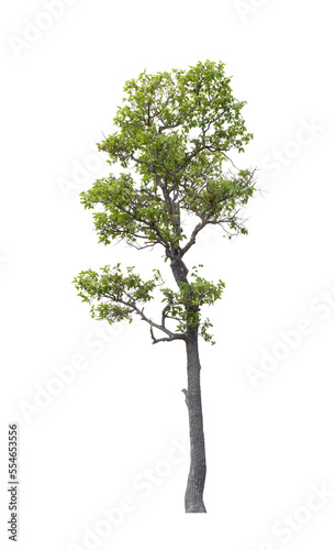 The tree on a isolated white background clipping paths
