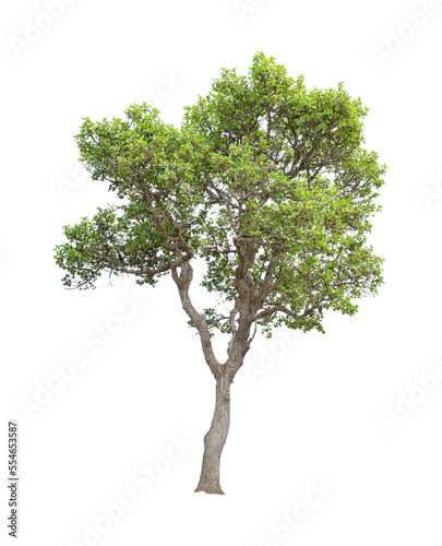 The tree on a isolated white background,clipping paths