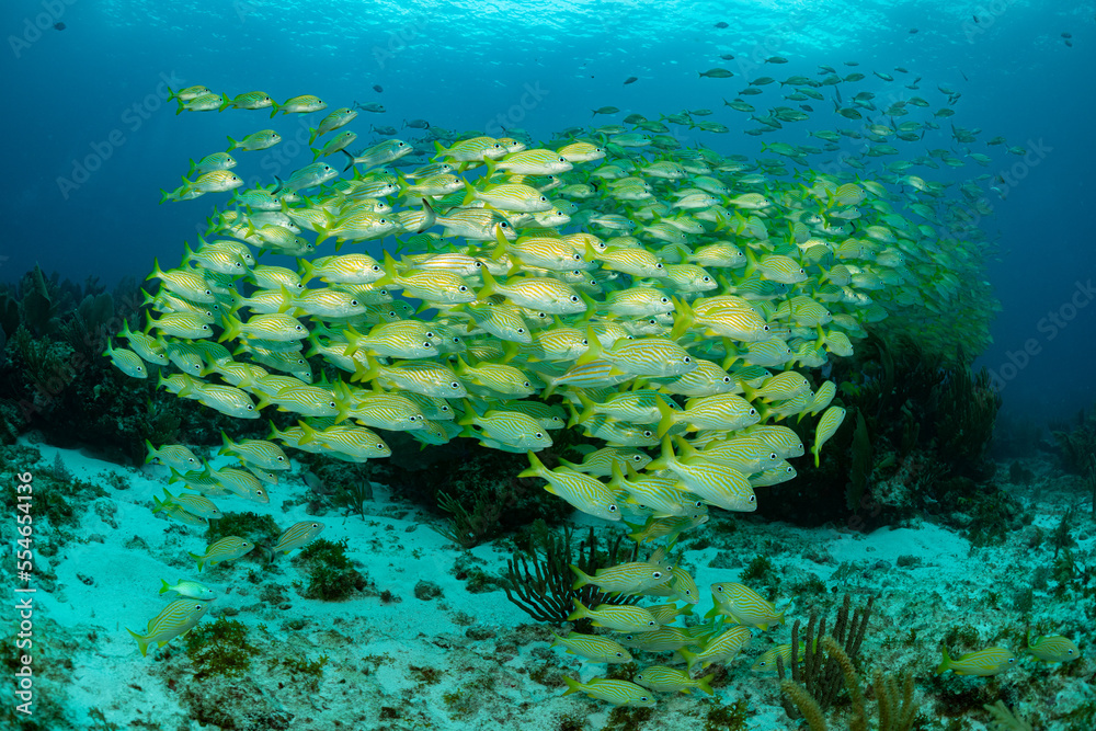 Obraz premium school of yellow grunt in Mexico