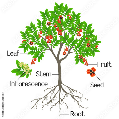Parts of ackee tree isolated on a white background.