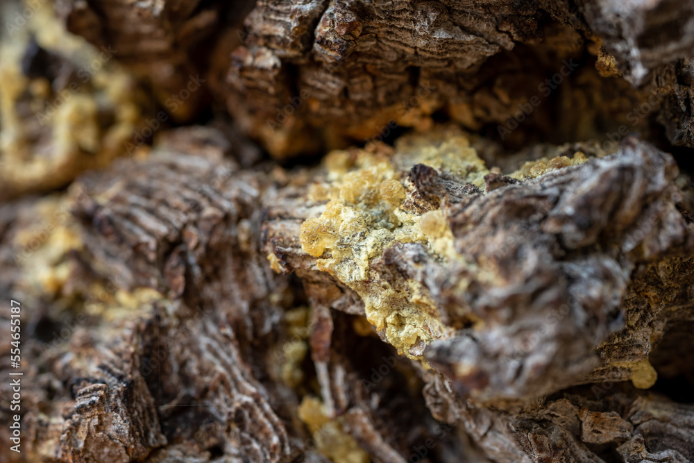 Narrow Focus Of Dried Pine Sap In Tree Trunk Narrow Focus Of Dried Pine Sap In Tree Trunk