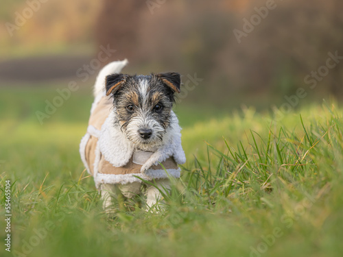 Small rough-haired Jack Russell Terrier puppy 15 weeks old. young dog standing in a medow on a cold sunny December day  wearing a warm coat.