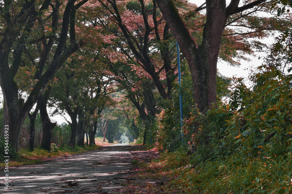Fototapeta premium autumn in the park