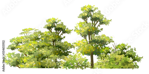 Vector watercolor of tree side view isolated on white background for landscape and architecture drawing, elements for environment and garden, painting botanical for section and elevation