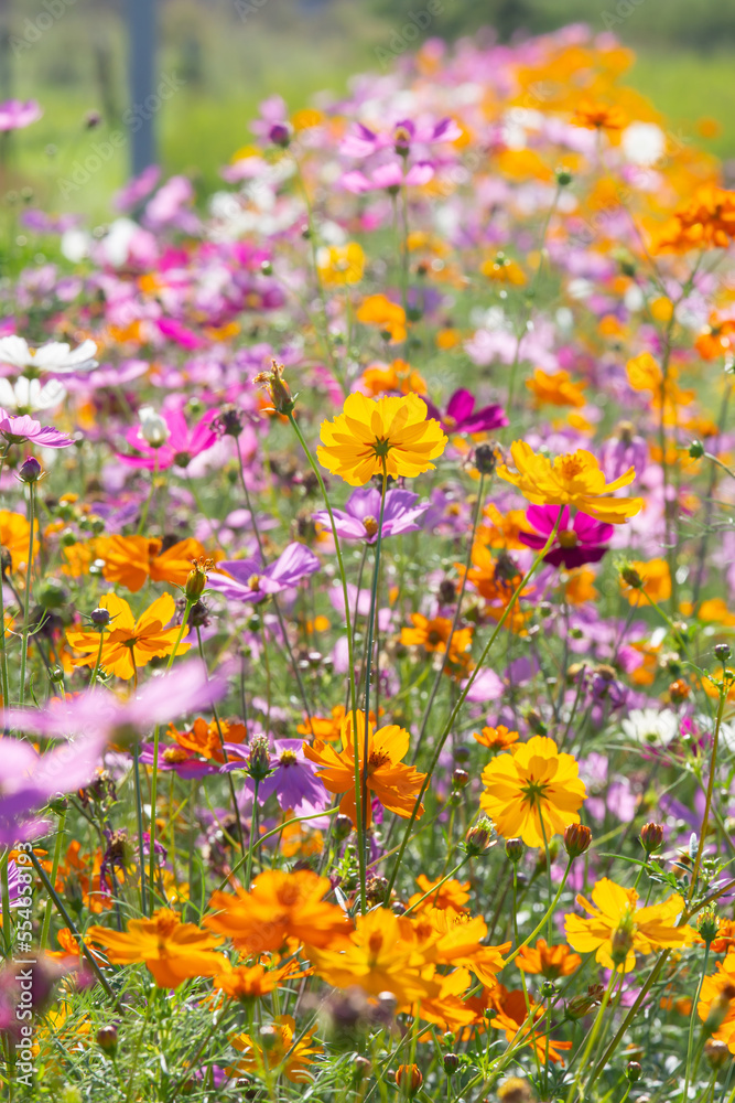 cosmos field cosmos field