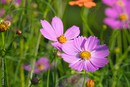 close up of cosmos flower