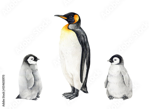 Penguin bird with a cute little baby set. Watercolor illustration. Hand drawn baby penguins with a parent. Antarctica wildlife bird. Beautiful penguins isolated on white background