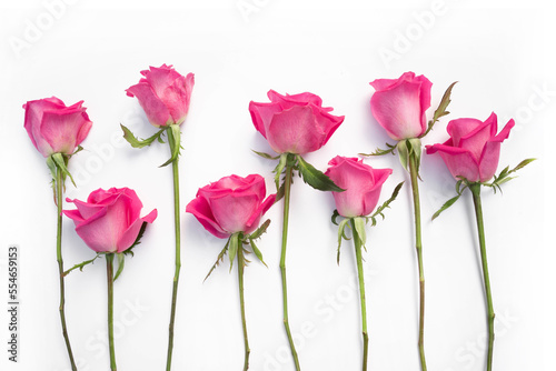 Pink rose flowers isolated on white background