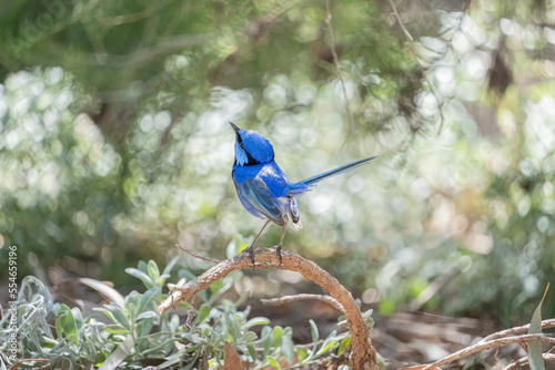 Splendid fairy wren is enjoying a beautiful sunshine in Perth, Western Australia