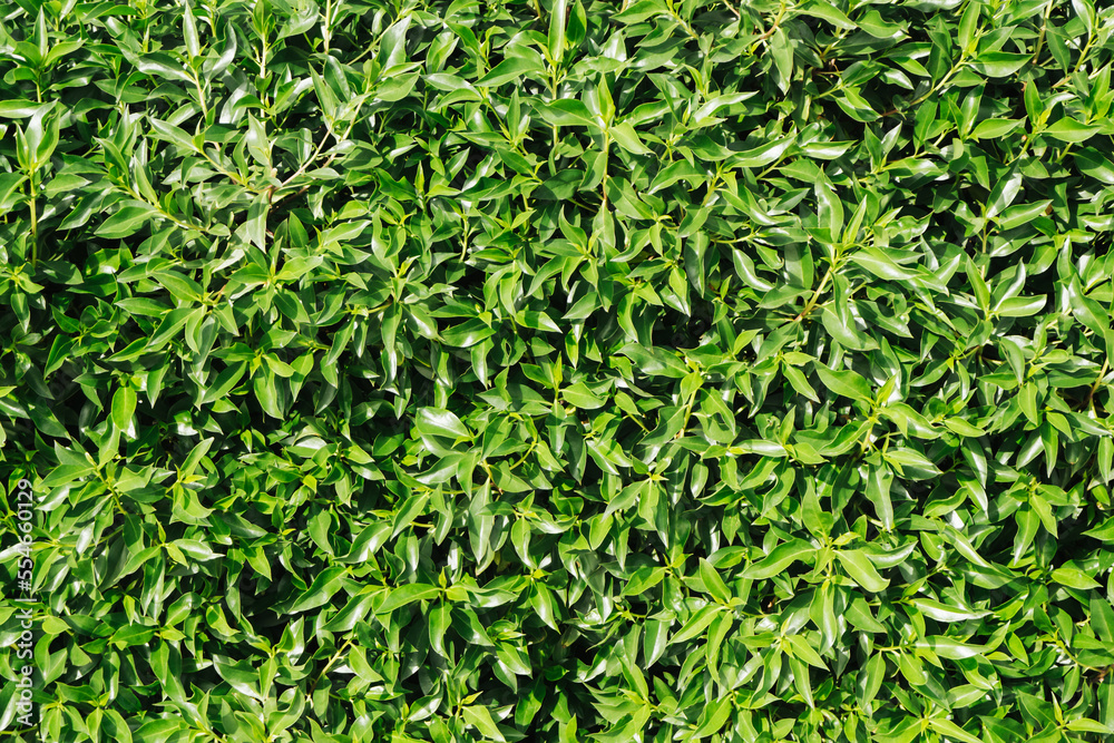Climber plant background. Creeper plant texture. Gedge bush pattern. Green natural summer wall. Home outdoor decoration. Climber plant background. Creeper plant texture. Gedge bush pattern. Green natural summer wall. Home outdoor decoration.