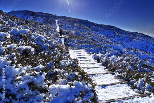 雪が降った後の鳥取県の伯耆大山の大山キャラボク帯