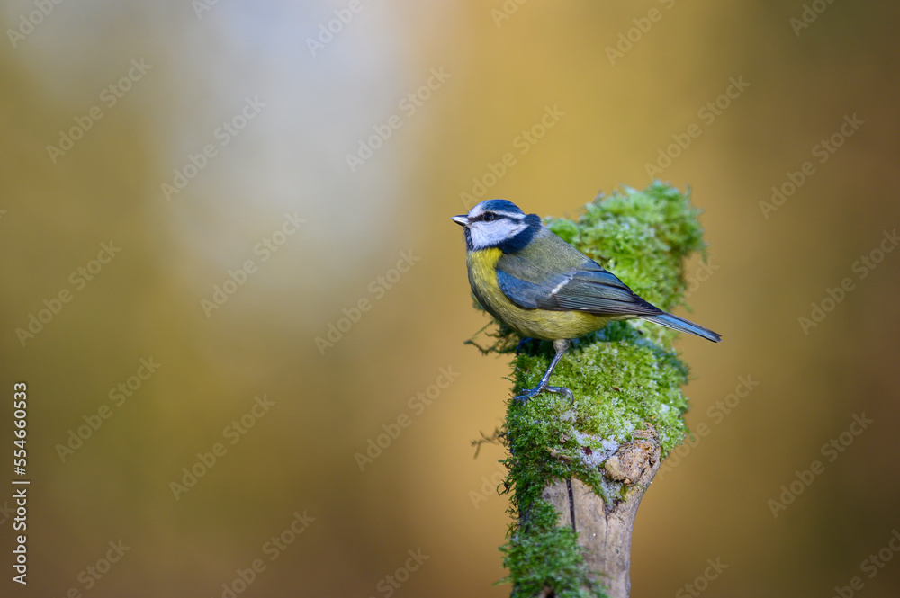 Blue Tit, Cyanistes caeruleus, perched on a moss covered branch, looking left and up Blue Tit, Cyanistes caeruleus, perched on a moss covered branch, looking left and up