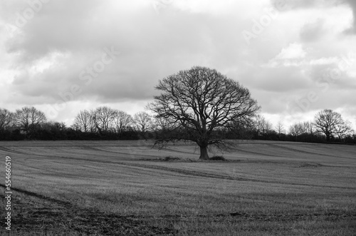 cold winter landscape. view over empty farmland with bare trees during cold winter day. 