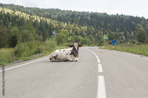 Fearless cow lying on the road in the mountains