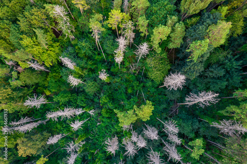 Fly forward over green conifers in autumn. Colorful forest from a bird's eye view down. Green and yellow tops on a cold morning from a drone © Igor Syrbu