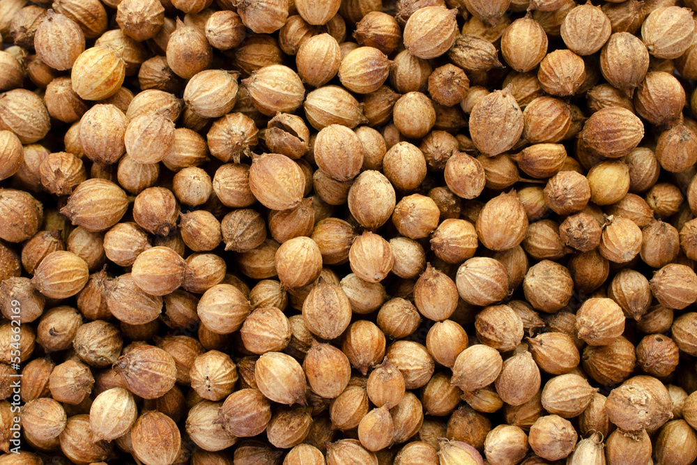 Close-up of coriander seeds, background, texture, top view. Coriander seeds macro photography, background, texture. Background of dry coriander seeds, top view. Texture of spicy coriander seeds. Close-up of coriander seeds, background, texture, top view. Coriander seeds macro photography, background, texture. Background of dry coriander seeds, top view. Texture of spicy coriander seeds.