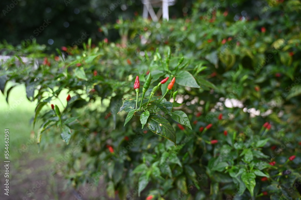 Chili pepper grows in the philippines in the garden.