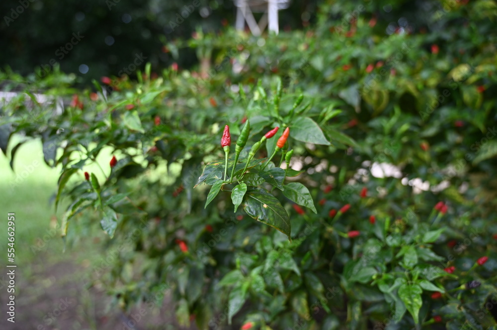 Chili pepper grows in the philippines in the garden. Chili pepper grows in the philippines in the garden.