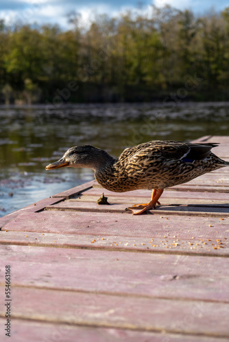 duck on the pier