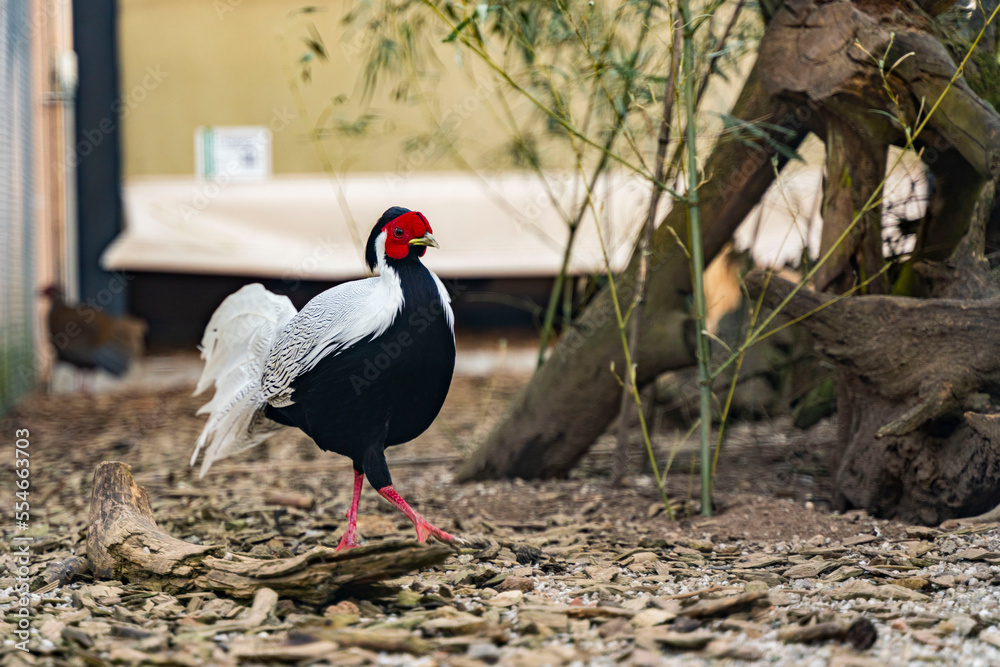 Naklejka premium Männlicher Silberfasan im Wildtierpark Höllohe in Teublitz bei Schwandorf