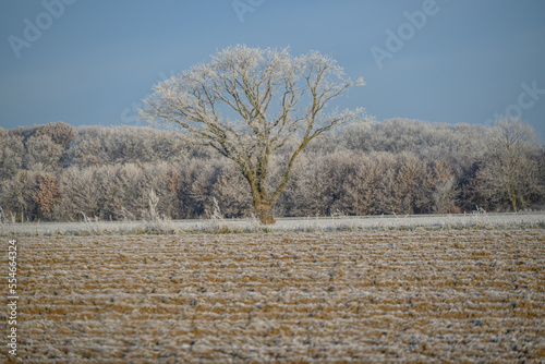 Frost im Münsterland