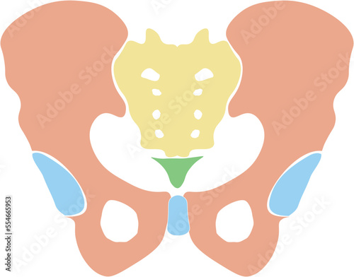 Hip Bone   Sacrum   Coccyx
