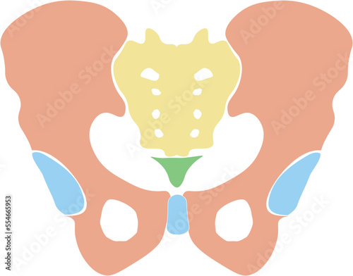 Hip Bone + Sacrum + Coccyx