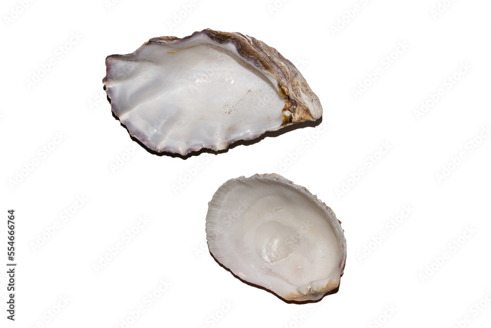 several beautiful sea shells isolated on white background several beautiful sea shells isolated on white background