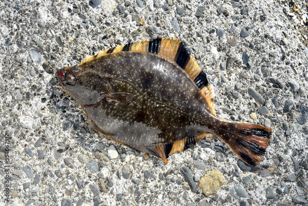 Obraz premium ヌマガレイ