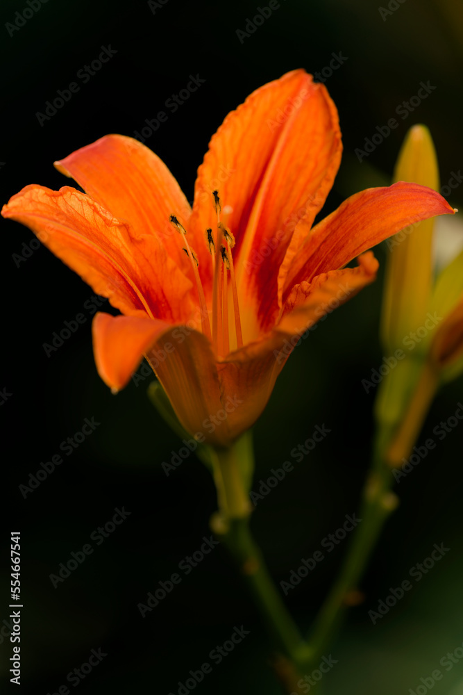 Gartenlilie Gartenlilie