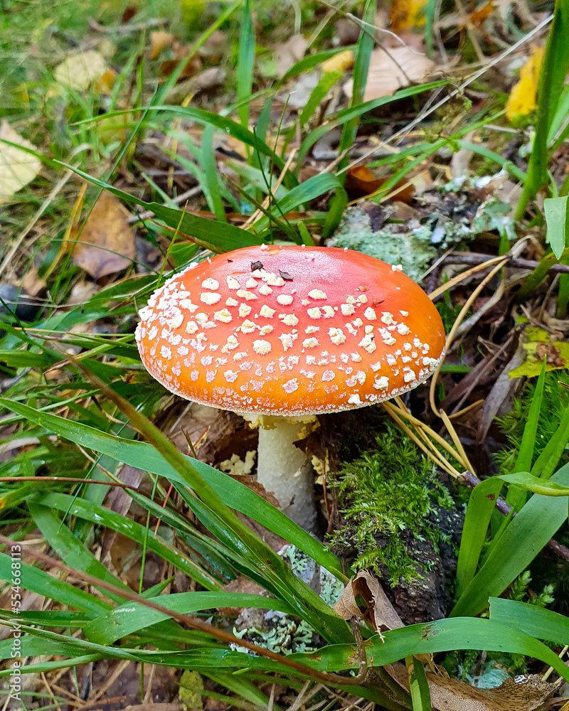 Red poisonous toadstools in the green forest Red poisonous toadstools in the green forest